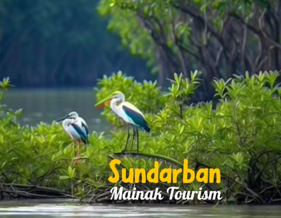 Experience the Real Sundarbans with Mainak Tourism